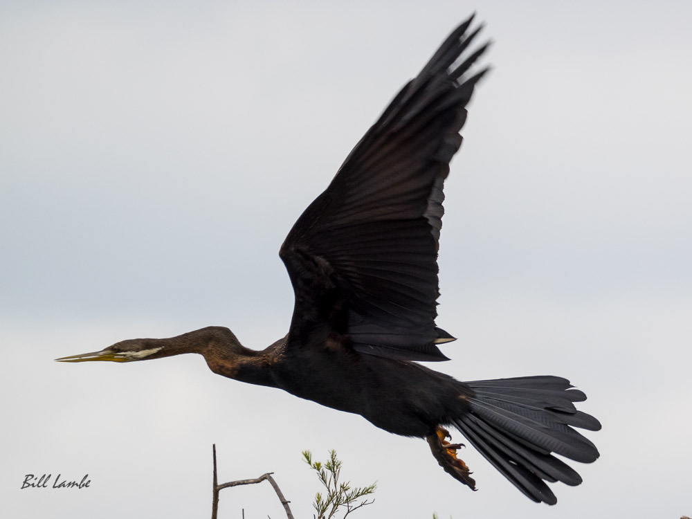 Australasian Darter photographed in the City of Canning, Perth