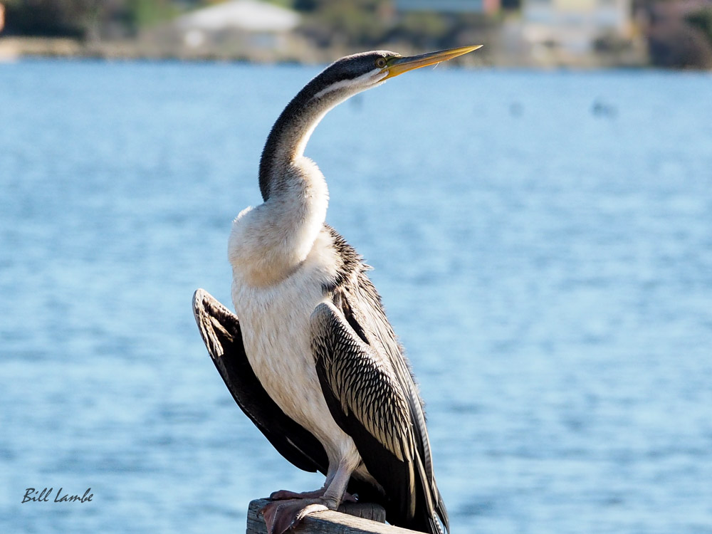 Australasian Darter photographed in the City of Canning, Perth