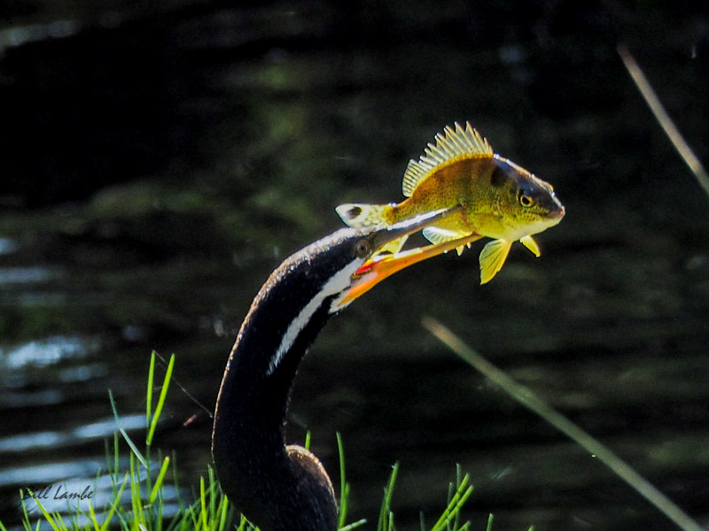 Australasian Darter photographed in the City of Canning, Perth