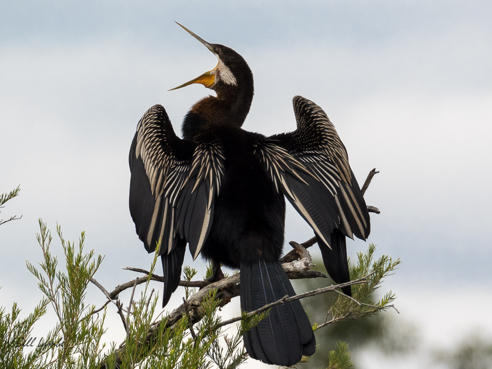 Australasian Darter photographed in the City of Canning, Perth