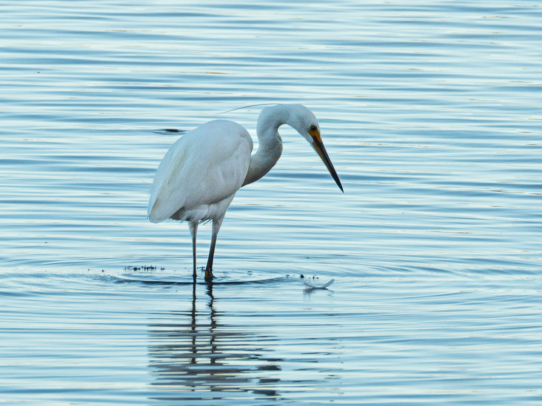 Little Egret photographed in the City of Canning, Perth