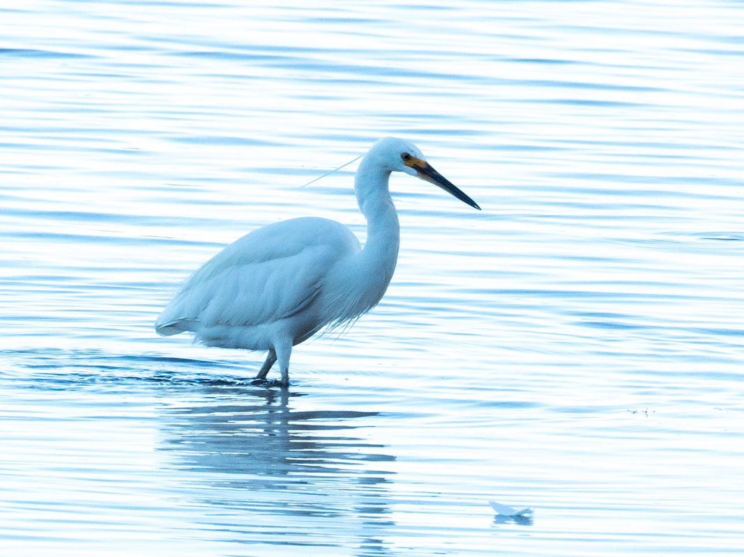 Little Egret photographed in the City of Canning, Perth